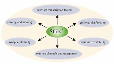 Emerging Role of Serum Glucocorticoid-Regulated Kinase 1 in Pathological Pain